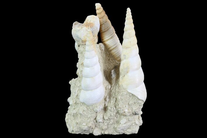 Fossil Gastropod (Haustator) Cluster - Damery, France #97788